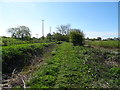 Path beside drain, Skerne Wetlands