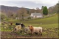 NH6633 : Cattle in a field at Dunlichity by valenta