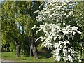 Blossom on Thamesmead