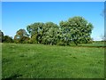 SP9012 : Drayton Beauchamp: Field corner from footpath by Rob Farrow