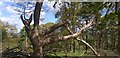 NX9573 : Broken Oak tree by Colin Kinnear