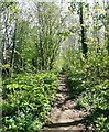 Footpath through Rabbit Wood