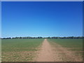 Footpath through field by Cumnor