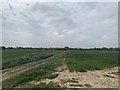 View towards Thanet Way in Field next to Osborne Gardens Beltinge Village