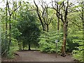 Footpath junction in Ecclesall Woods