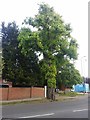 Tree on Bishops Avenue, East Finchley