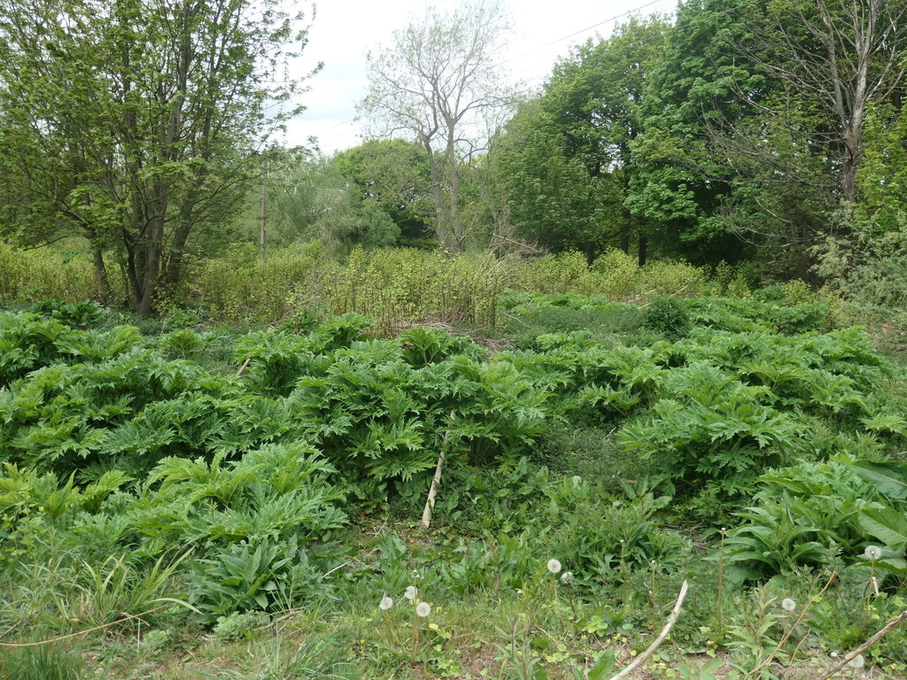 Giant hogweed and Japanese knotweed © Christine Johnstone :: Geograph