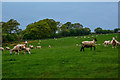 Thelbridge : Grassy Field & Sheep