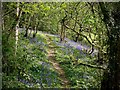 Allt Llwyn-cadfor woods