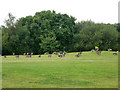 Geese, Hersham Golf Club