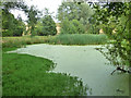 Pond, small park by Shaw Drive