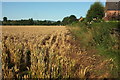 Wheat, Middleton