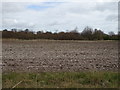 Chalky field and woodland