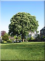 Horse chestnut tree on the edge of Clifton Down