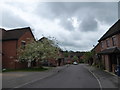 A blossoming tree in Kiln Avenue