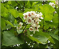 Catalpa, Holne Park