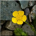 SK6339 : Creeping buttercup (Ranunculus repens) by Alan Murray-Rust