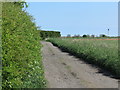 Access Track, Murton Steads Farm near Murton