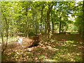 Disused pig shelter in Brickkiln Copse