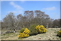 Gorse in flower at Grandhome Moss