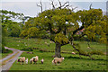 East Worlington : Grassy Field & Sheep