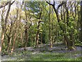 Bluebells in Hutcliffe Wood