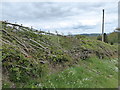 Laid hedge on the Shropshire Way near Lower Down