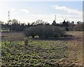 Bushes on the River Wey Floodplain