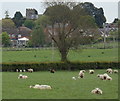 Sheep near Willoughby Waterleys