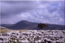 SD7075 : Lone tree on Twisleton Scar End with Ingleborough beyond by Colin Park