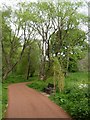 Willow arbour over seat, cycle track passing Millbrook Village, Exeter