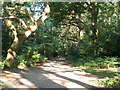 Path, East Sheen Common