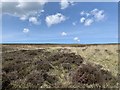 SN6815 : Moorland heath and grassland by Alan Hughes