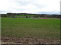 Crop field, Pickstock