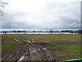 Field near Whitley Cottages