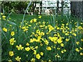 NZ1366 : Buttercups near Heddon Library by Andrew Curtis