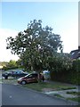 Red Horse Chestnut in Chatsworth Avenue