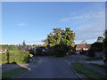 Red Horsenut Chestnut tree at the junction of Peperham and Whitfield Roads