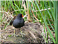 SD7706 : Moorhen on the Manchester, Bolton and Bury Canal near Radcliffe by David Dixon