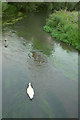 River Wey at Tilford