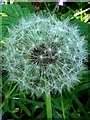 NZ1165 : Dandelion 'clock', West Wood by Andrew Curtis