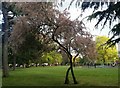 Cherry blossom in Victoria Park, Finchley