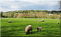 Sheep in field on north side of Wolsingham