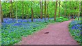 Bluebells in Thickthorn Wood, Kenilworth