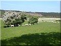 Field of sheep near North Cottage