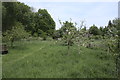 TF0820 : Community Orchard by Bob Harvey