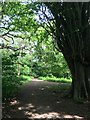 Tall multi-trunk tree of Halliford Park