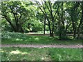 Crossing of informal paths in Halliford Park woodlands