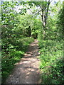 SJ2724 : Path through the trees by John H Darch