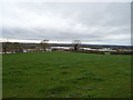 Grazing off Bury Ring